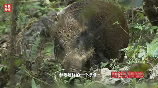 野猪肉为何不能成为餐桌佳肴？