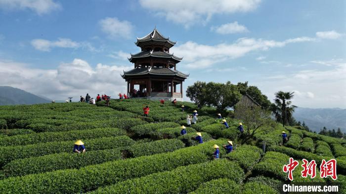 广西三江初冬茶园美景如画