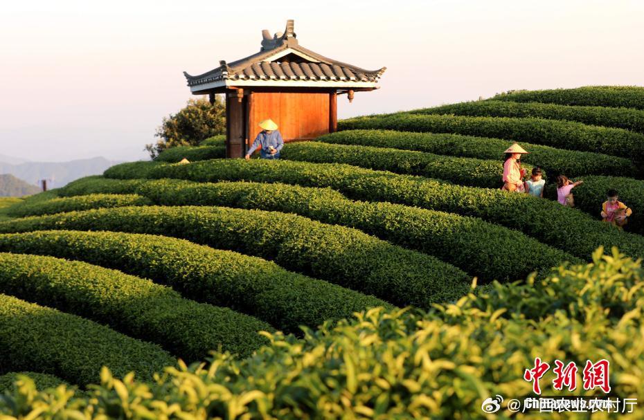 广西侗乡，茶旅融合吸引游客纷至沓来