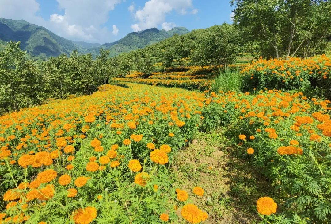 湘潭大学新闻课堂深入株洲农村田间，文旅融合培育新时代人才