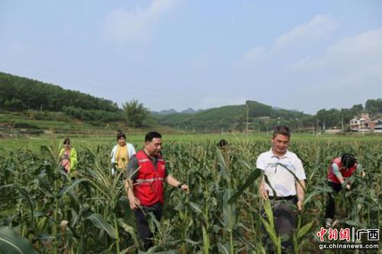 安乡县冬闲田变绿，一蔸好菜染冬天