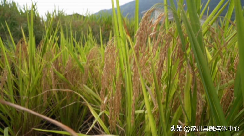 江西遂川县大汾中心小学健康与幸福课程活动圆满落幕