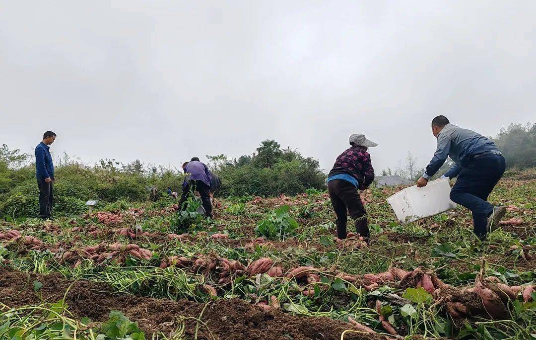 洛龙镇，红薯产业助力增收致富之路