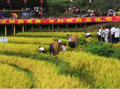 龙岩永定，金秋稻浪翻滚，丰收时节收割忙