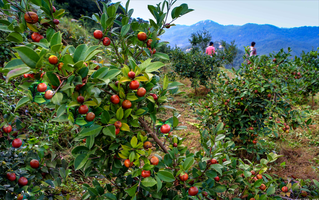 油茶硕果满枝，自然人文韵味交融