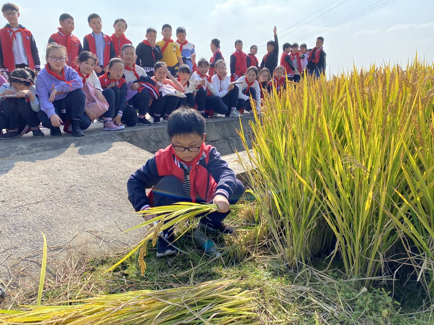 赣榆中心小学，把课堂搬进稻田，研学农耕的实践探索