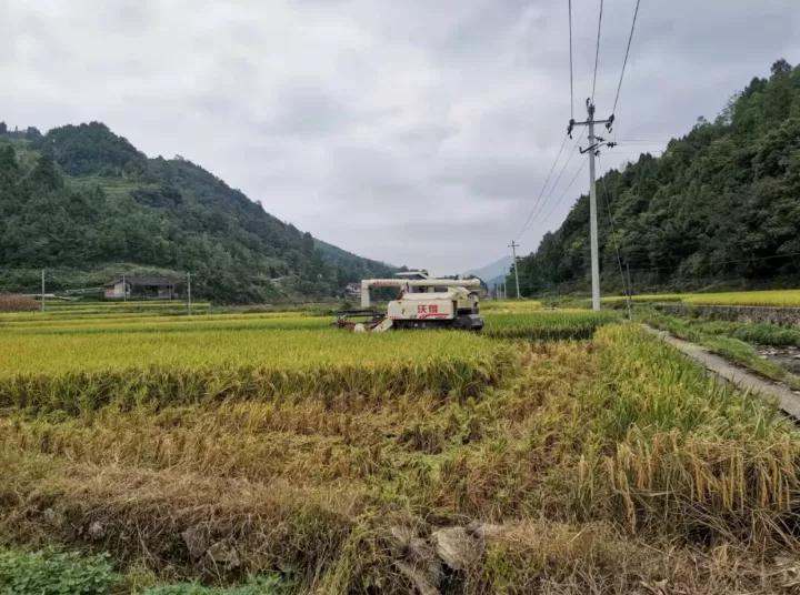 余庆县稻谷丰收，农业繁荣与美好未来展望