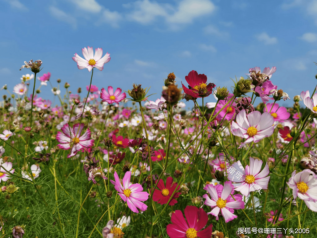 合肥滨湖塘西河公园波斯菊盛开，惊艳绽放的美景