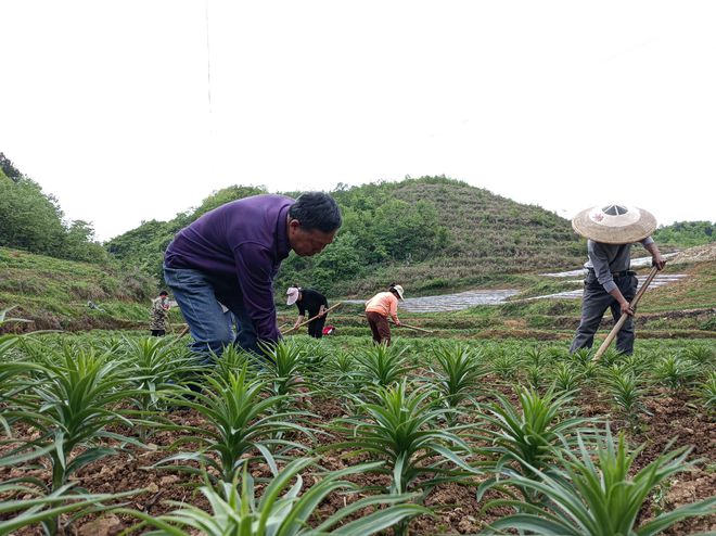 岑巩县百合盛开成金，生态繁荣与财富共舞