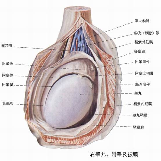 睾丸体检的重要性与必要性探究