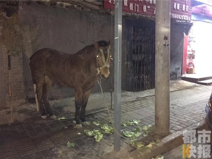 商场小马，新宠娱乐，引领时尚风潮