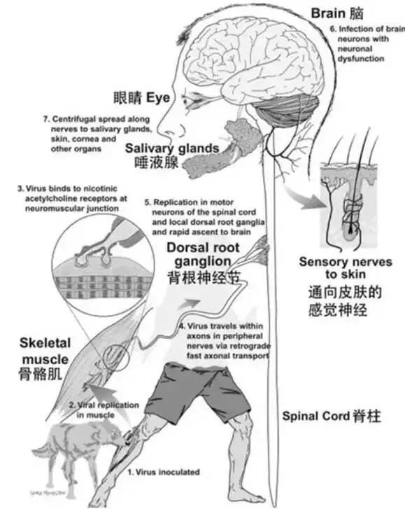 男子被狗咬伤致死揭示悲剧背后的狂犬病警示